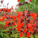 Salvia coccinea 'Forest Fire'